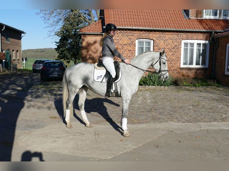 Trakehner Stute 9 Jahre 164 cm Schimmel in Ganschow