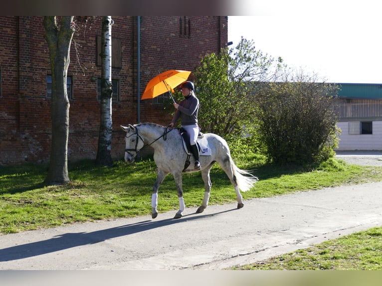 Trakehner Stute 9 Jahre 164 cm Schimmel in Ganschow