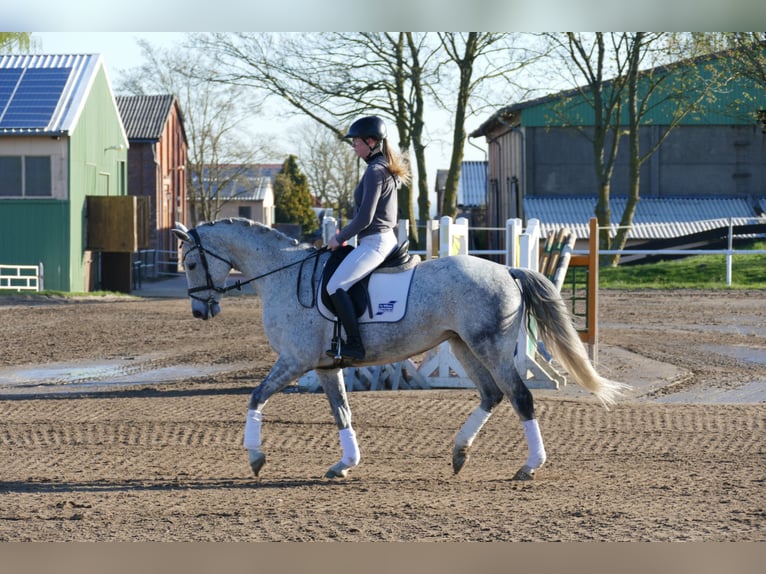 Trakehner Stute 9 Jahre 164 cm Schimmel in Ganschow