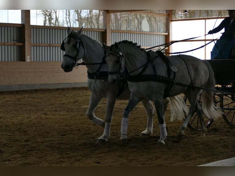 Trakehner Stute 9 Jahre 164 cm Schimmel in Ganschow