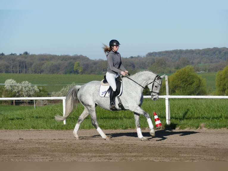 Trakehner Stute 9 Jahre 164 cm Schimmel in Ganschow