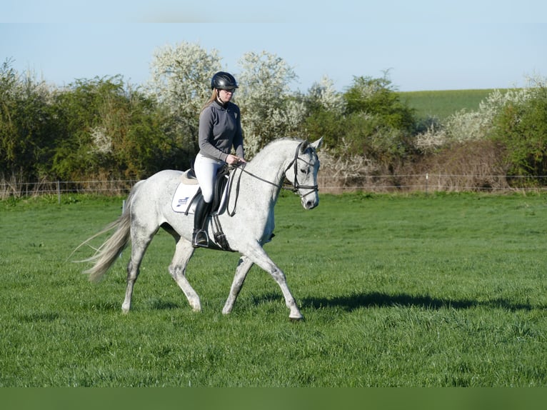 Trakehner Stute 9 Jahre 164 cm Schimmel in Ganschow