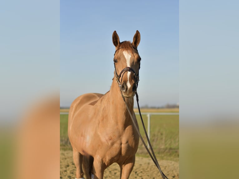 Trakehner Stute 9 Jahre 165 cm Fuchs in Geilenkirchen