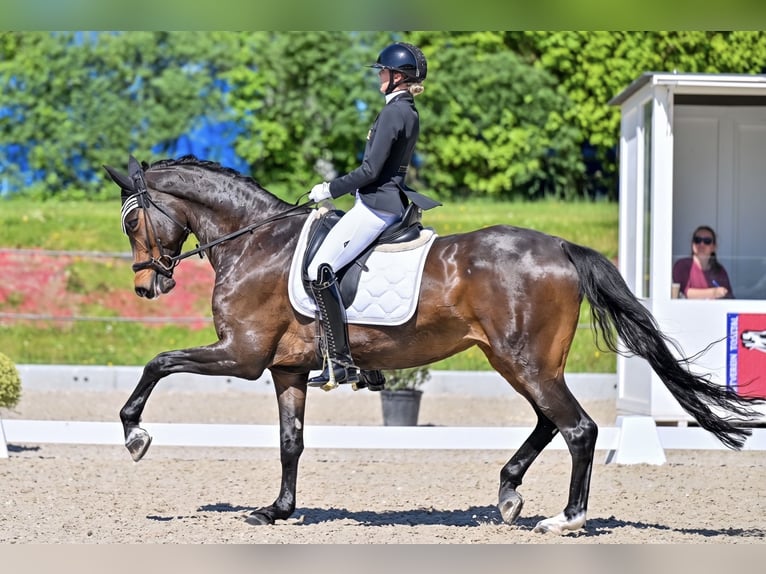 Trakehner Stute 9 Jahre 168 cm Dunkelbrauner in Aadorf