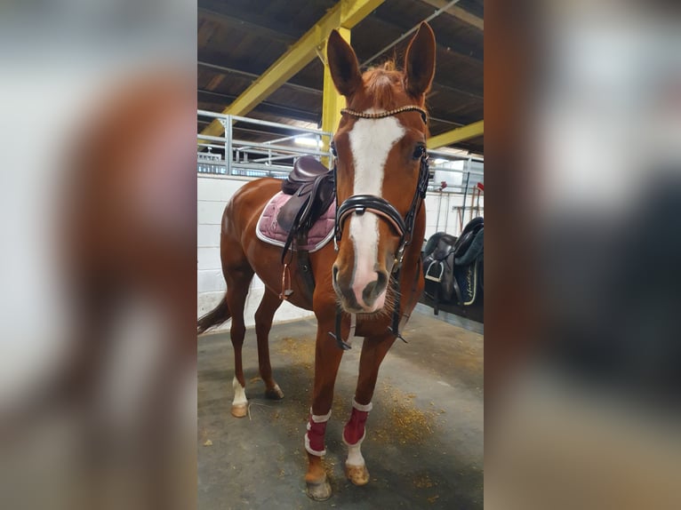 Trakehner Stute 9 Jahre 168 cm Fuchs in Lebach