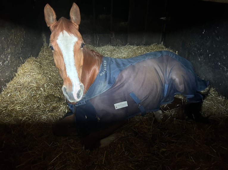Trakehner Stute 9 Jahre 168 cm Fuchs in Lebach