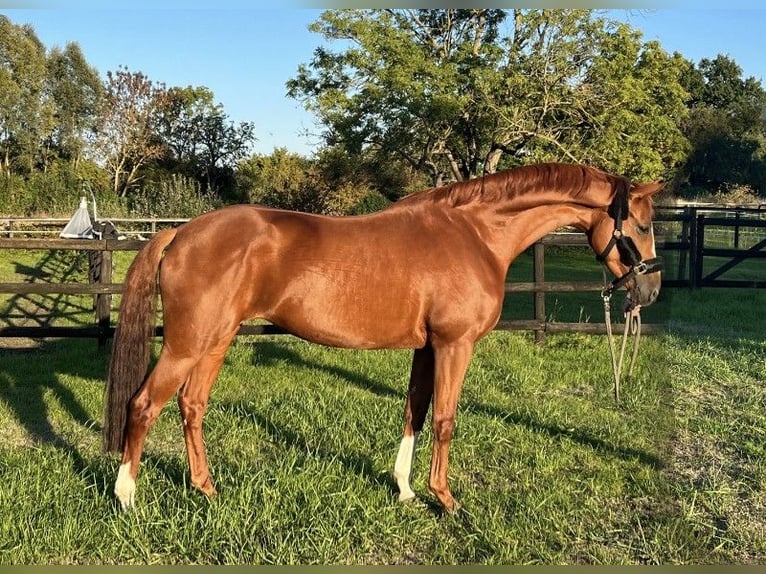 Trakehner Stute 9 Jahre 168 cm Fuchs in Lebach