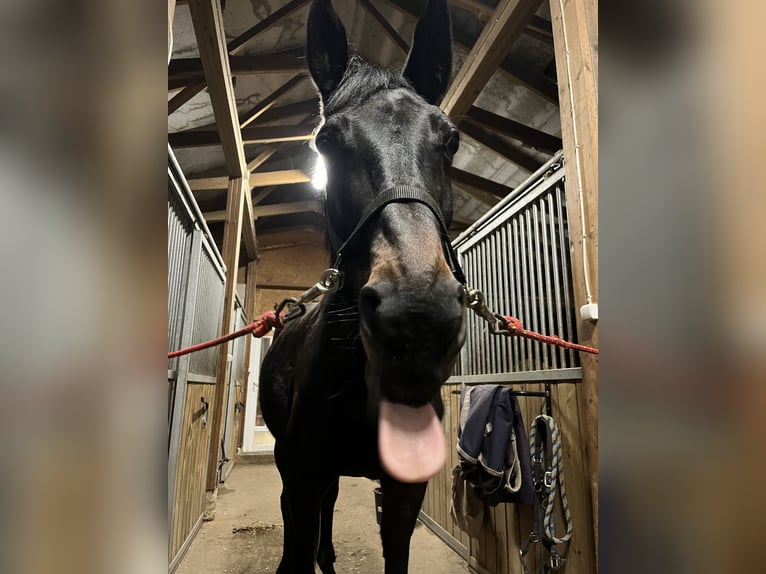 Trakehner Stute 9 Jahre 169 cm Dunkelbrauner in Palanga
