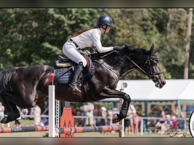 Trakehner Stute 9 Jahre 169 cm Dunkelbrauner in Palanga