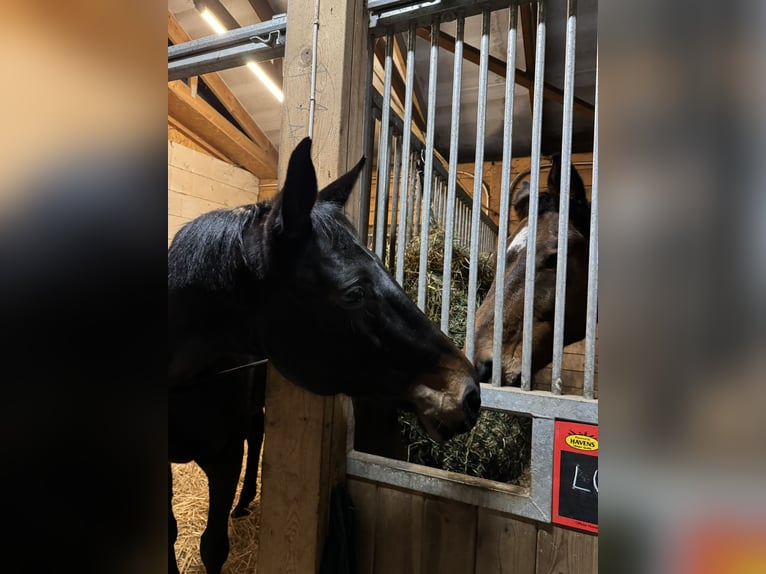 Trakehner Stute 9 Jahre 169 cm Dunkelbrauner in Palanga