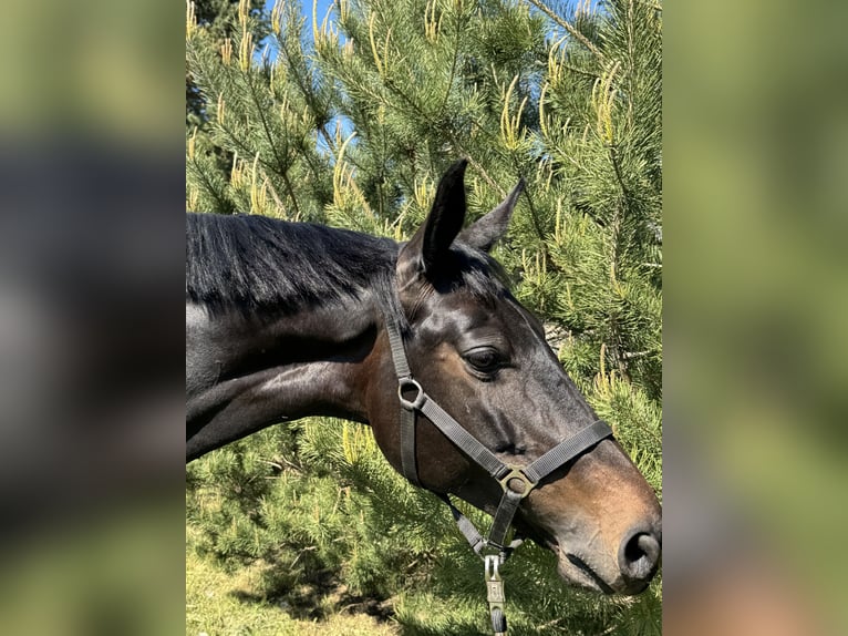 Trakehner Stute 9 Jahre 169 cm Dunkelbrauner in Palanga
