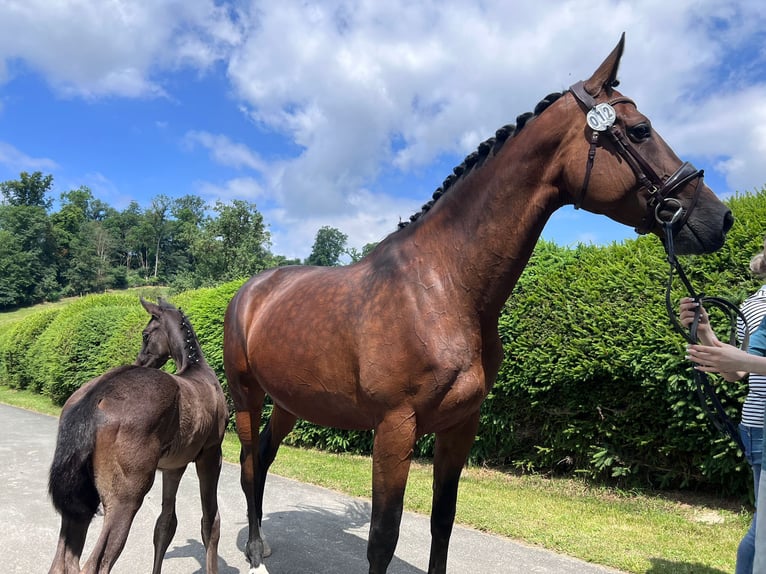 Trakehner Stute 9 Jahre 171 cm Brauner in Lage