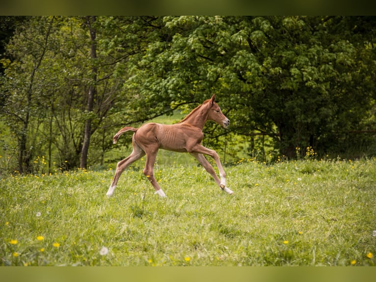 Trakehner Stute  110 cm Fuchs in SchmitshausenWalshausen