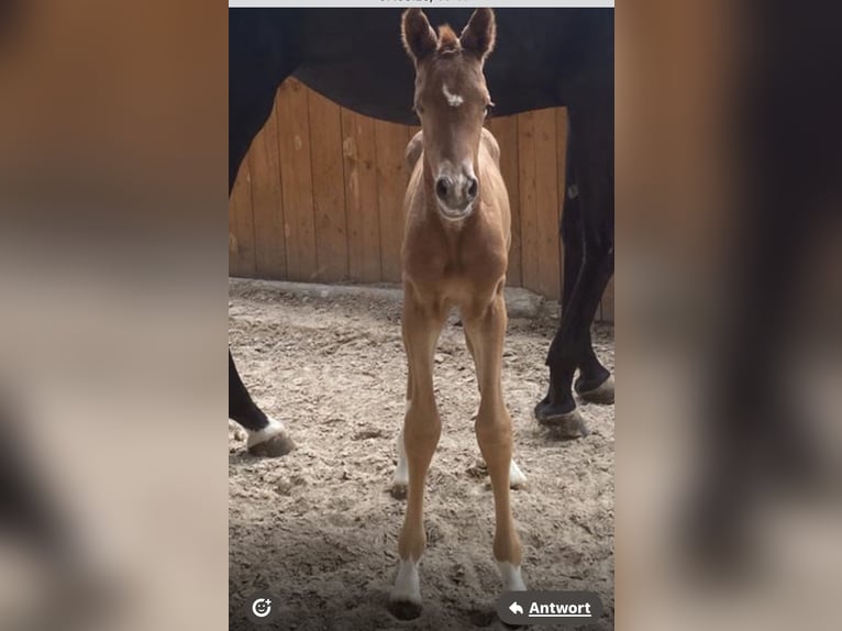 Trakehner Stute  110 cm Fuchs in SchmitshausenWalshausen