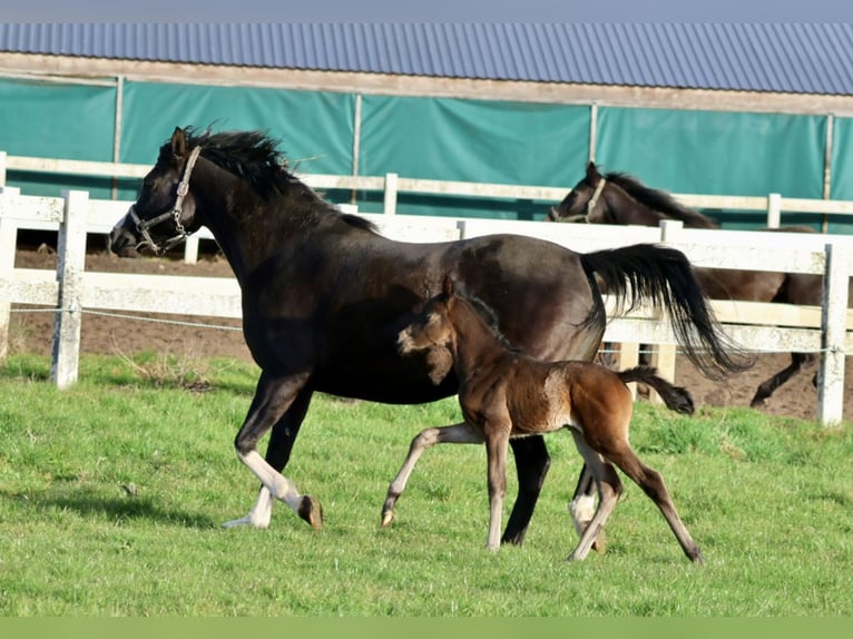 Trakehner Stute Fohlen (04/2026) 164 cm Schwarzbrauner in Bad Oldesloe