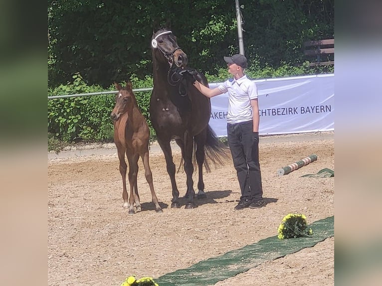 Trakehner Stute Fohlen (05/2025) 165 cm Dunkelbrauner in Adelsried