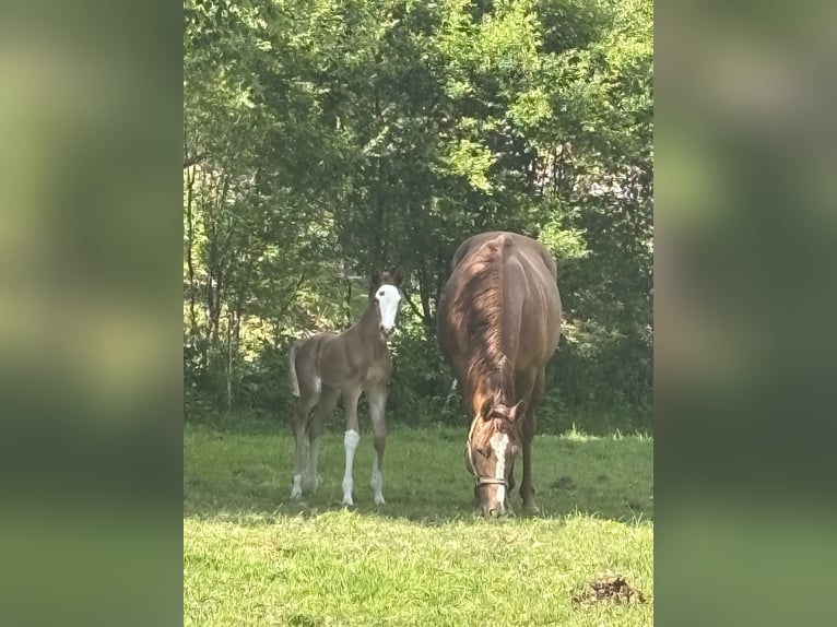 Trakehner Stute  165 cm Fuchs in N&#xFC;mbrecht