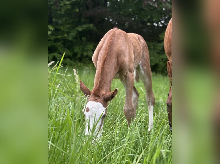 Trakehner Stute  165 cm Fuchs in N&#xFC;mbrecht
