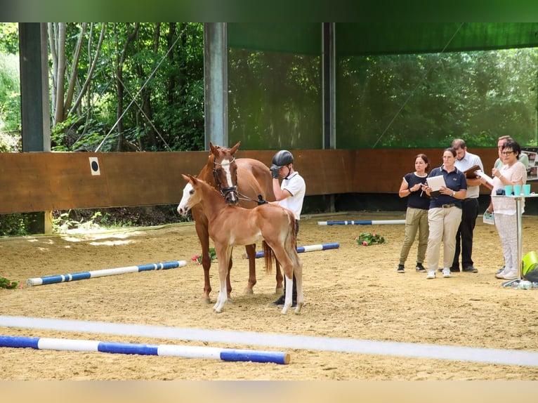 Trakehner Stute  165 cm Fuchs in N&#xFC;mbrecht
