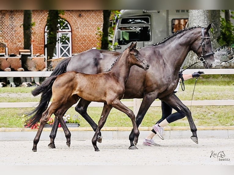 Trakehner Stute Fohlen (05/2025) 165 cm Rappe in Selk
