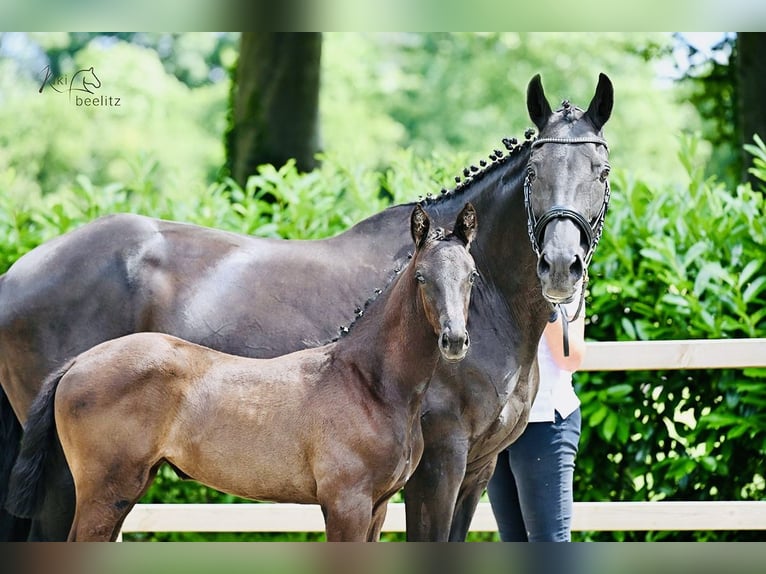 Trakehner Stute Fohlen (05/2025) 165 cm Rappe in Selk