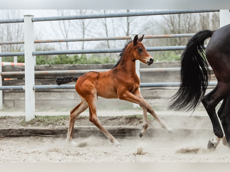 Trakehner Stute  168 cm Dunkelbrauner in Nübbel