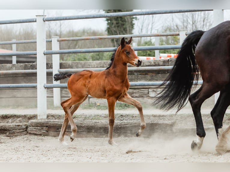 Trakehner Stute  168 cm Dunkelbrauner in Nübbel
