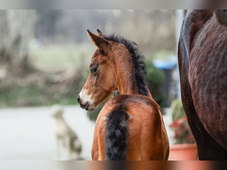Trakehner Stute  168 cm Dunkelbrauner in Nübbel