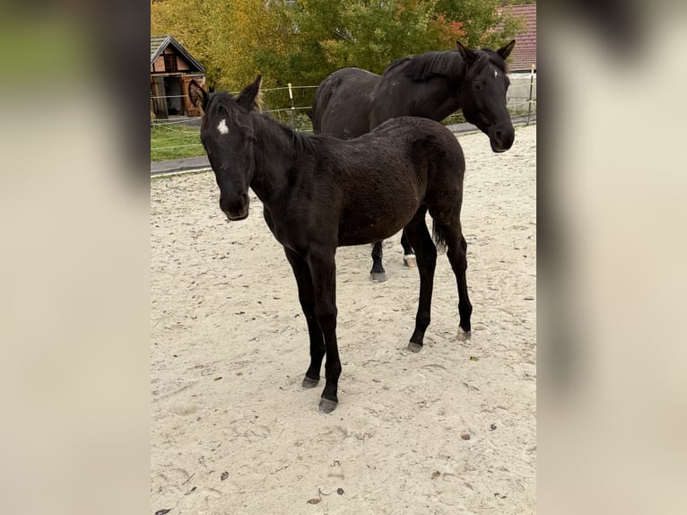 Trakehner Stute Fohlen (05/2026) 168 cm Rappe in Schleusingen