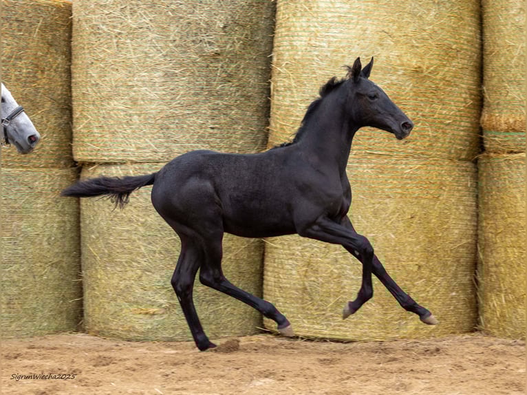 Trakehner Stute Fohlen (05/2025) 169 cm Rappe in Aytos