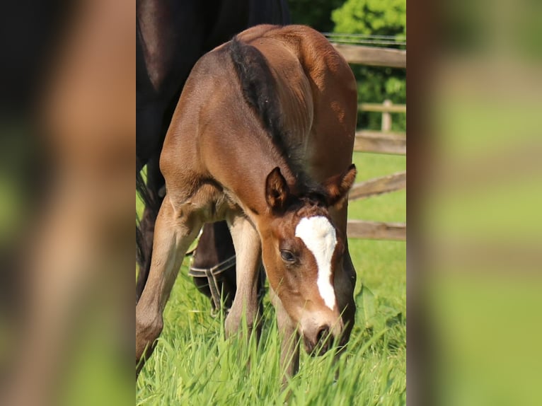 Trakehner Stute  170 cm Brauner in Alpen B&#xF6;nninghardt