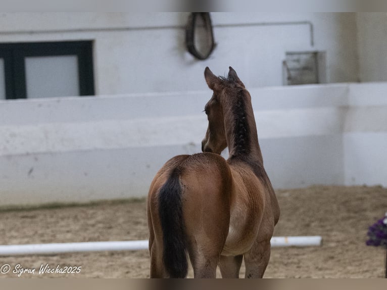 Trakehner Stute  170 cm Brauner in Alpen B&#xF6;nninghardt