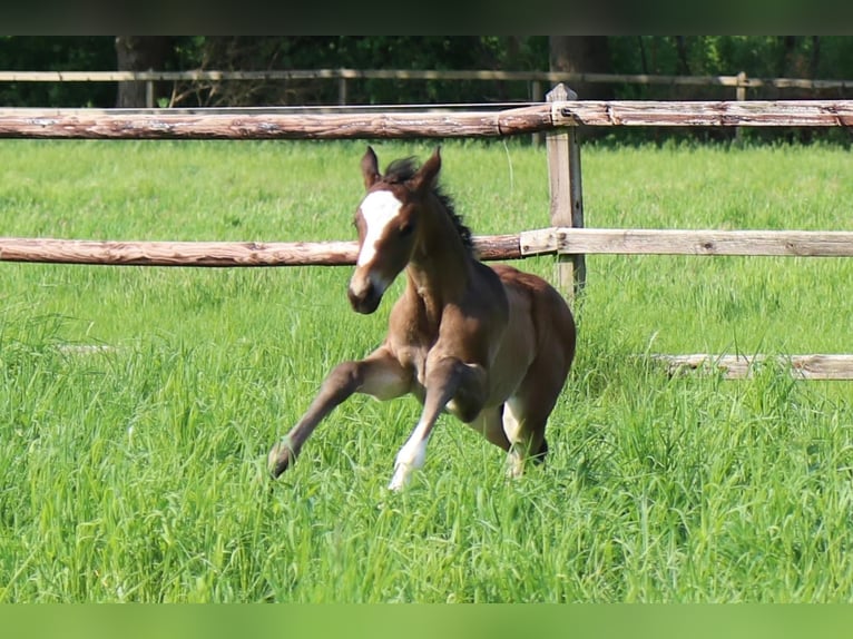 Trakehner Stute  170 cm Brauner in Alpen B&#xF6;nninghardt