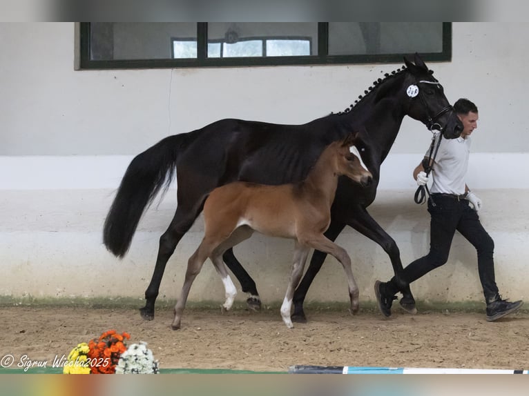 Trakehner Stute  170 cm Brauner in Alpen B&#xF6;nninghardt