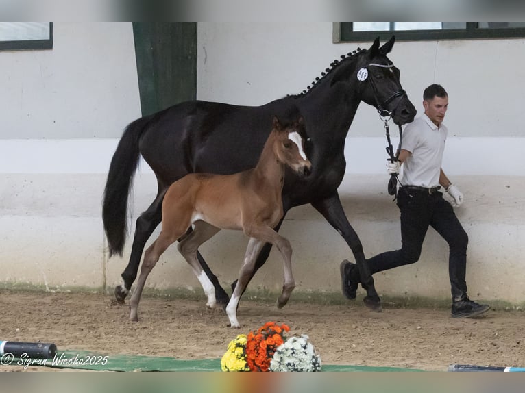 Trakehner Stute  170 cm Brauner in Alpen B&#xF6;nninghardt