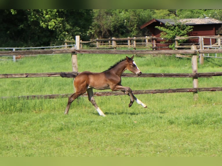 Trakehner Stute  170 cm Brauner in Alpen B&#xF6;nninghardt