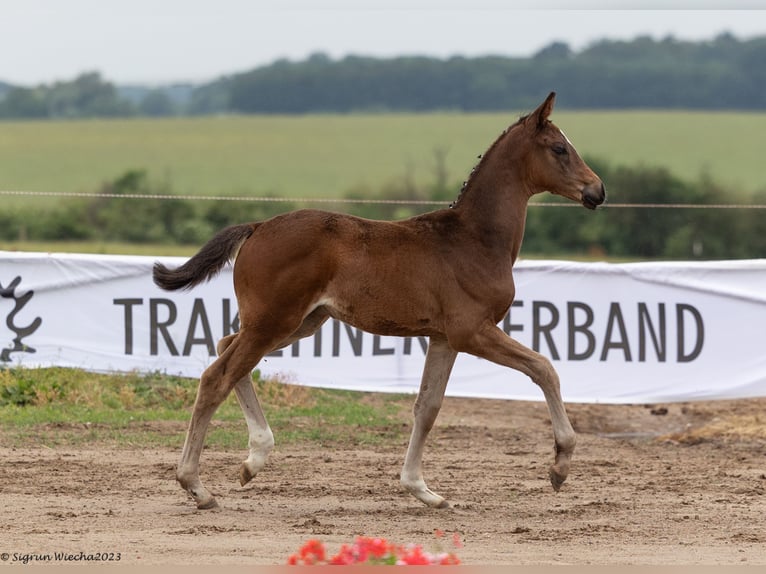 Trakehner Stute Fohlen (04/2023) 170 cm Brauner in Ladenthin
