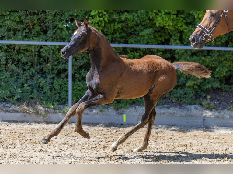 Trakehner Stute Fohlen (03/2025) 170 cm Dunkelfuchs in Kre&#xDF;berg