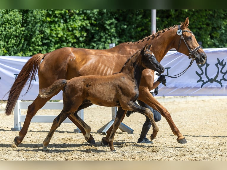 Trakehner Stute Fohlen (03/2025) 170 cm Dunkelfuchs in Kre&#xDF;berg