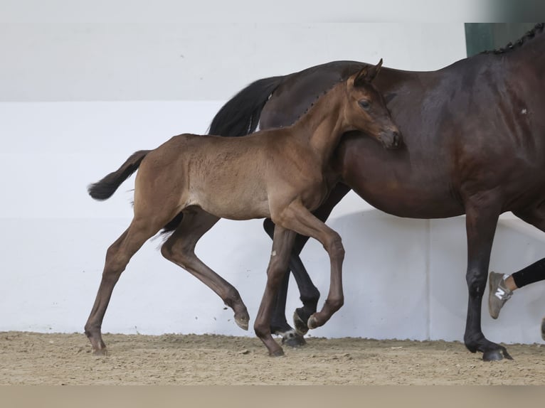 Trakehner Stute Fohlen (04/2026) 170 cm Schwarzbrauner in Issum
