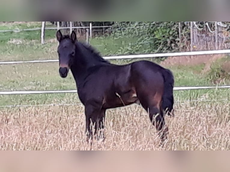 Trakehner Stute Fohlen (06/2025) 170 cm Schwarzbrauner in Neu Krenzlin