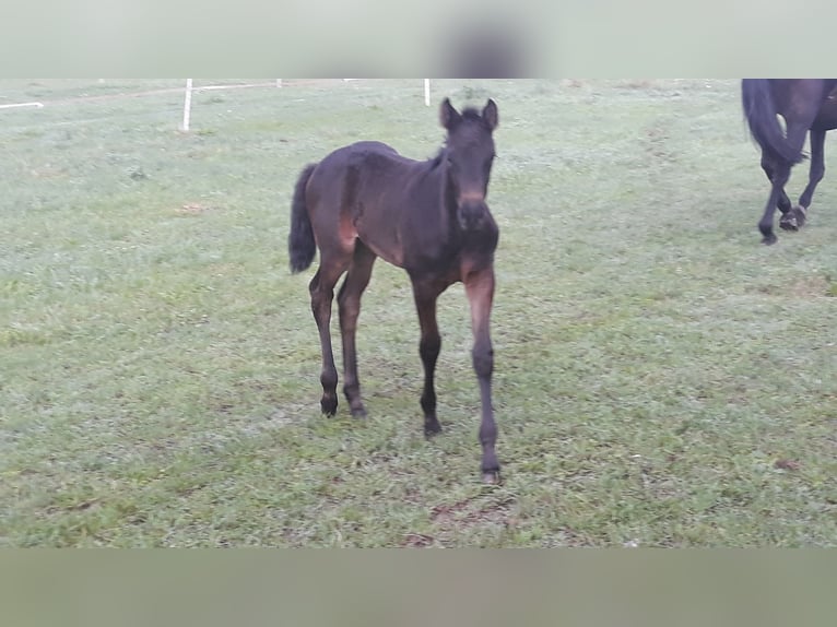 Trakehner Stute Fohlen (06/2025) 170 cm Schwarzbrauner in Neu Krenzlin