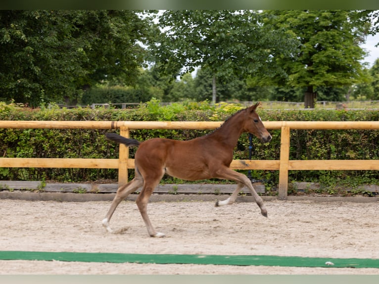 Trakehner Stute Fohlen (03/2026) Brauner in Jessen (Elster) Schweinitz
