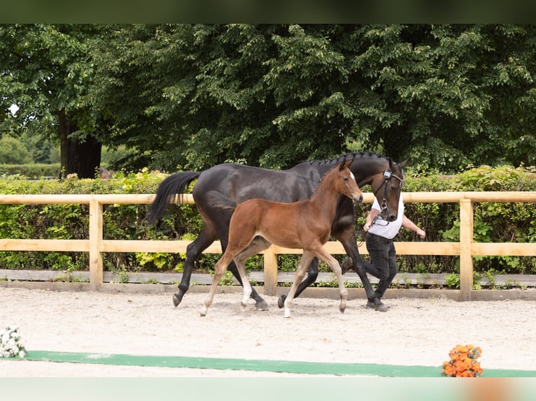Trakehner Stute Fohlen (03/2026) Brauner in Jessen (Elster) Schweinitz
