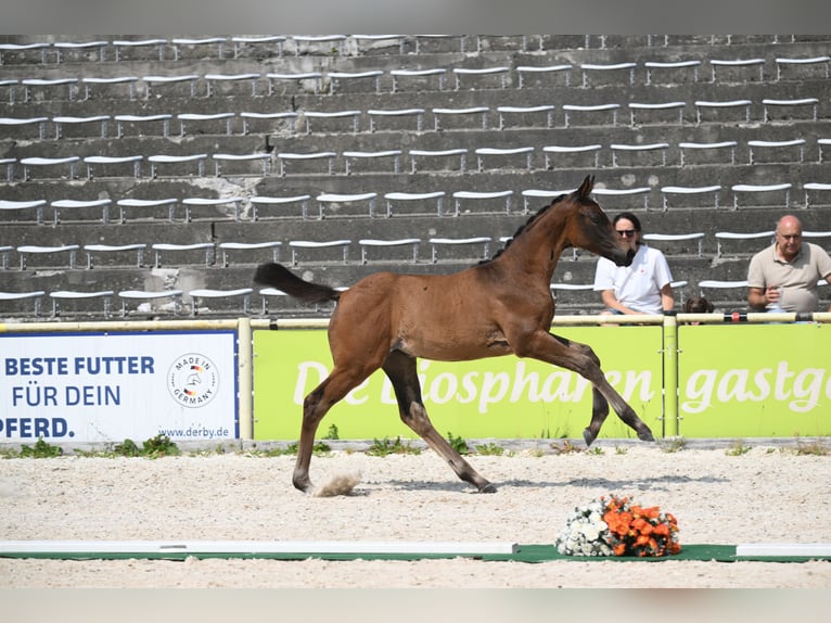 Trakehner Stute Fohlen (05/2026) Brauner in Wessobrunn
