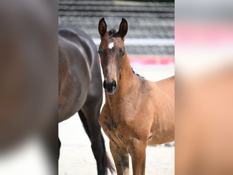 Trakehner Stute Fohlen (05/2026) Brauner in Wessobrunn