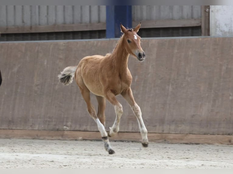 Trakehner Stute  Brauner in Bad Oldesloe