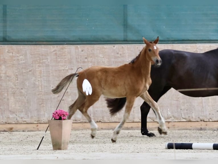 Trakehner Stute  Brauner in Bad Oldesloe