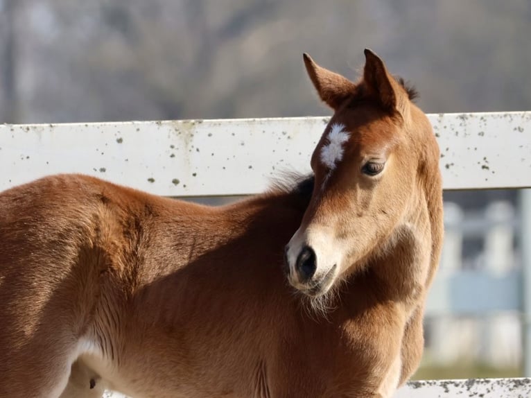 Trakehner Stute  Brauner in Bad Oldesloe