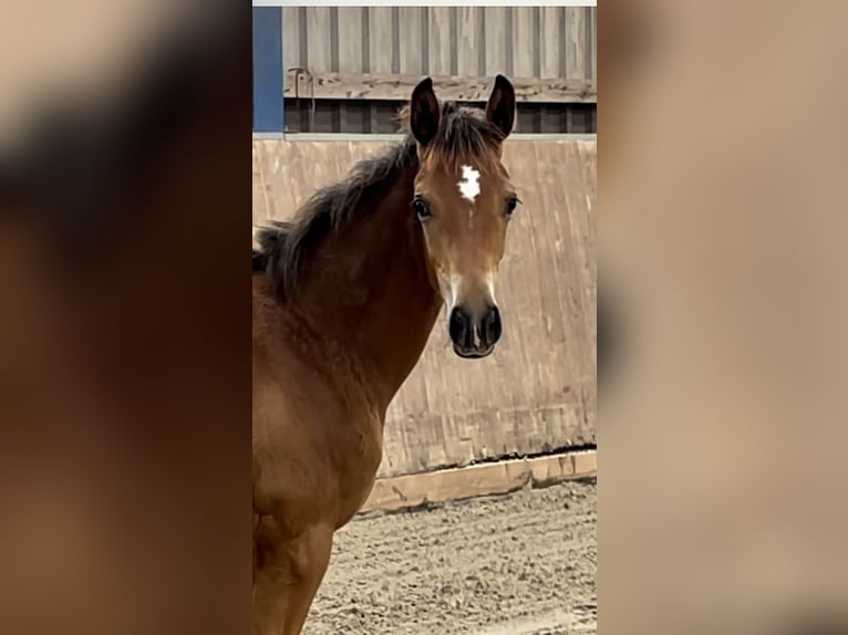 Trakehner Stute Fohlen (03/2025) Brauner in Bad Oldesloe